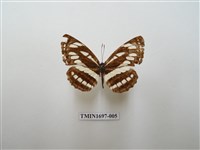 藏品(豆環蛺蝶)的圖片